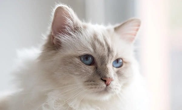 Birman Cat Price in India