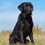 Black Labrador Dog