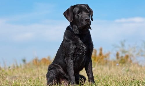 Black Labrador Dog