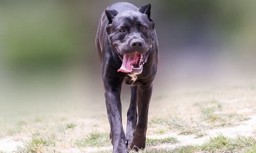 Black Panther Dog