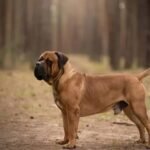 Boerboel Dog