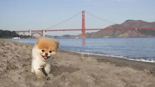 Boo Dog