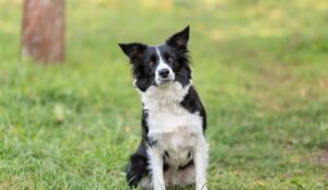 Border Collie Dog Price in India 2026