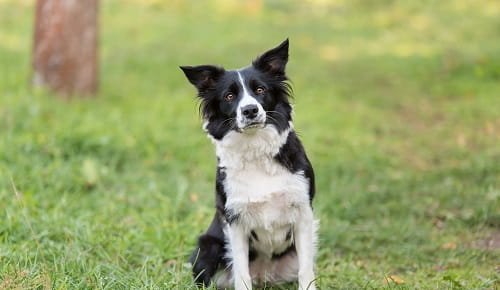 Border Collie Dog Price in India 2026