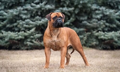 Bullmastiff Dog