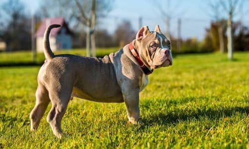 Bully Dog