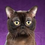 Burmese Cat