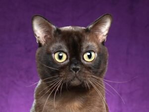 Burmese Cat Price in India 2026 — Complete Buyer’s Guide