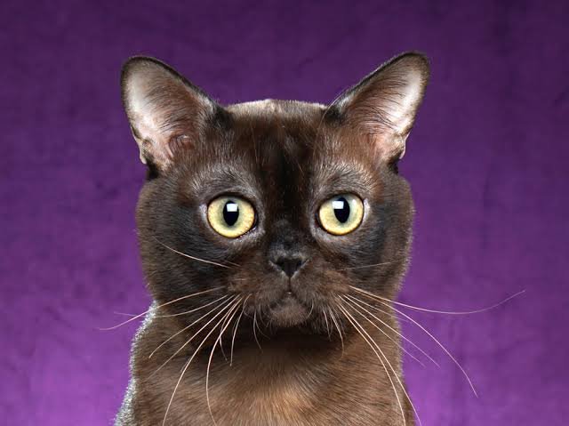 Burmese Cat