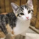 Calico Cat