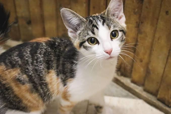 Calico Cat Price in India 2026 — Complete Guide