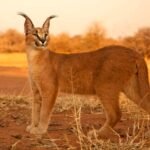 Caracal Cat Price in India 2026