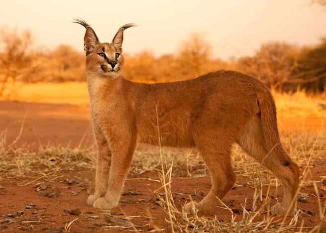 Caracal Cat Price in India 2026