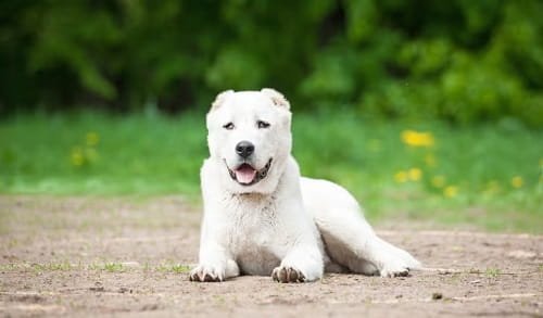 Central Asian Shepherd Dog
