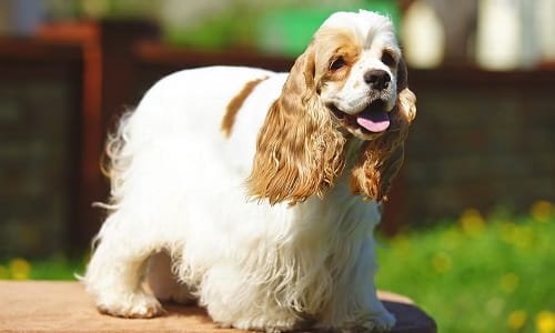 Cocker Spaniel Dog