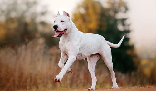 Dogo Argentino Dog