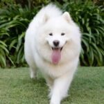 Fluffy Dog Breeds (Multi-Breed Comprehensive Guide)