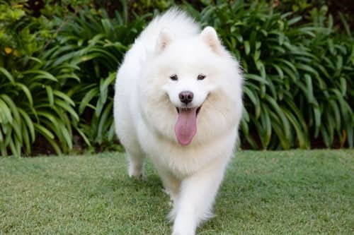 Fluffy Dog Breeds (Multi-Breed Comprehensive Guide)