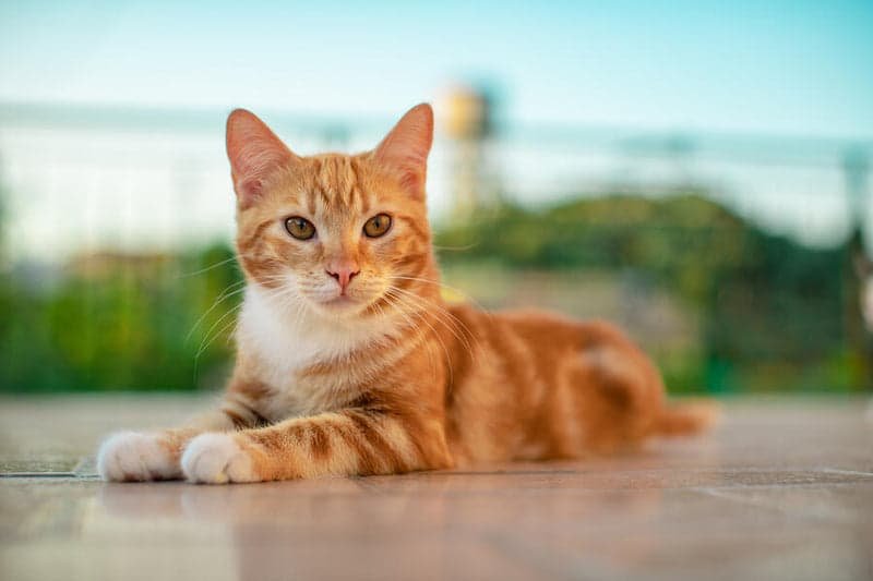 Ginger Cat Price in India 2026 — Complete Guide