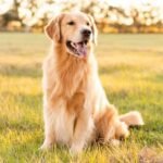Golden Retriever Dog