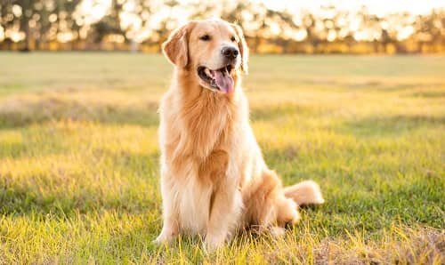 Golden Retriever Dog