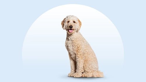 Goldendoodle Dog
