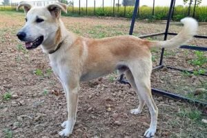 Indian Pariah Dog Price in India 2026