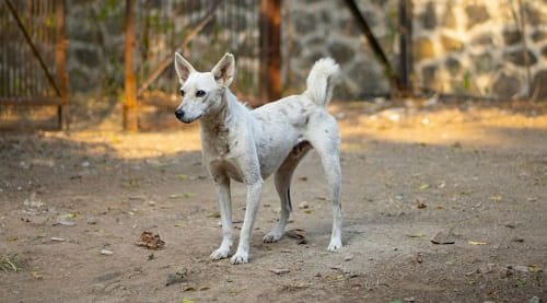 Indian Pariah Dog (Desi Dog / InDog)