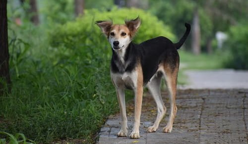 Indian Pariah Dog (InDog / Desi Dog)