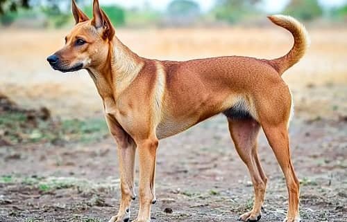 Indian Pariah Dog (InDog)