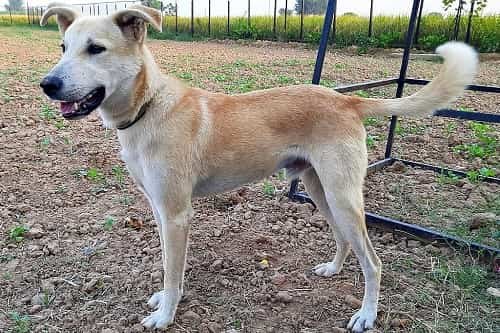 Indian Pariah Dog 