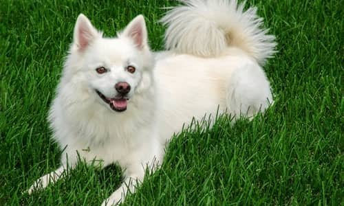 Indian Spitz Dog