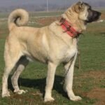 Kangal Shepherd