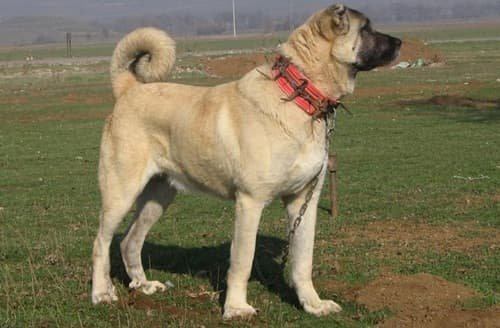 Kangal Shepherd
