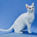 Khao Manee Cat