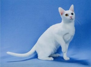Khao Manee Cat Price in India 2026
