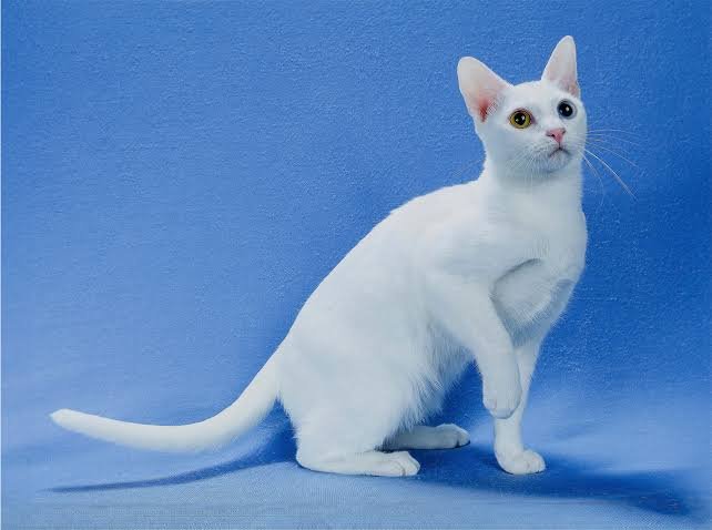 Khao Manee Cat Price in India 2026