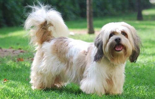 Lhasa Apso Dog