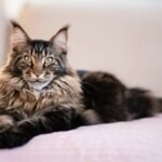 Maine Coon Cat