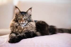 Maine Coon Cat Price in India 2026 — Complete Buyer’s Guide