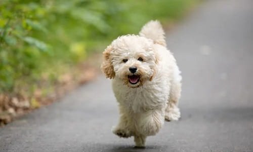 Maltipoo Dog Price in India