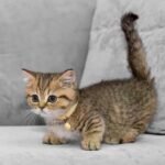 Munchkin Cat