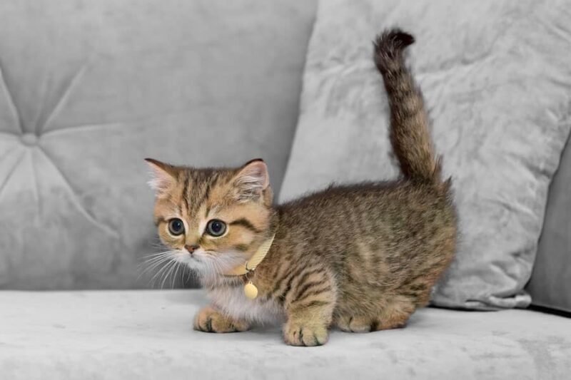 Munchkin Cat