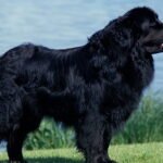 Newfoundland Dog