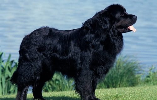 Newfoundland Dog