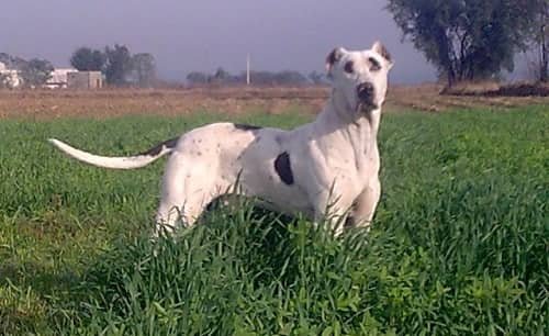 Pakistani Bully Dog