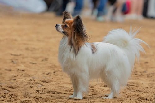 Papillon Dog