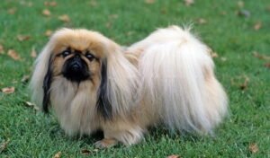 Pekingese Dog Price in India