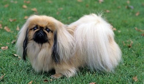 Pekingese Dog