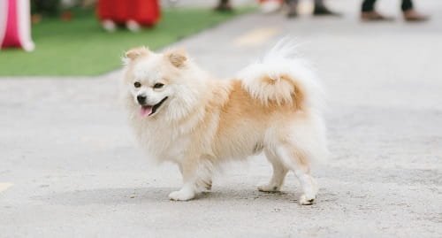 Pomeranian Dog